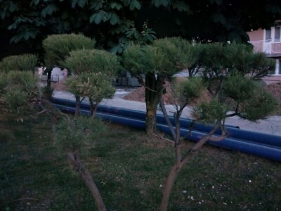 Čila Zorad: Posebno uživa u oblikovanju živih ograda i drveća, a izrađuje i razne vrste cvijetnih aranžmana