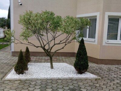 Čila Zorad: Posebno uživa u oblikovanju živih ograda i drveća, a izrađuje i razne vrste cvijetnih aranžmana