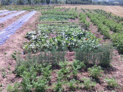 Čila Zorad: Posebno uživa u oblikovanju živih ograda i drveća, a izrađuje i razne vrste cvijetnih aranžmana
