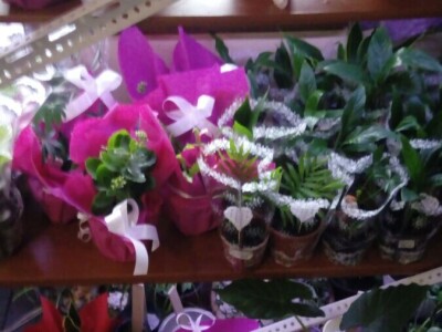 Čila Zorad: Posebno uživa u oblikovanju živih ograda i drveća, a izrađuje i razne vrste cvijetnih aranžmana