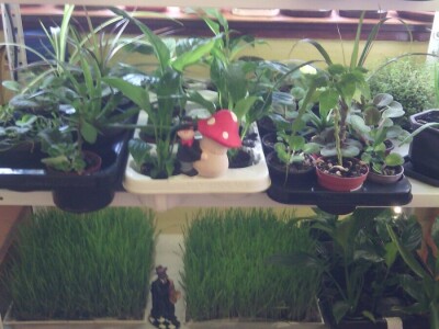 Čila Zorad: Posebno uživa u oblikovanju živih ograda i drveća, a izrađuje i razne vrste cvijetnih aranžmana