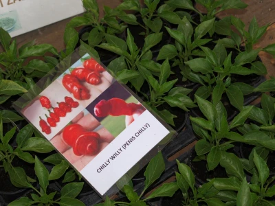Čili penis papričice