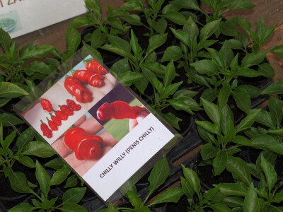 Čili penis papričice