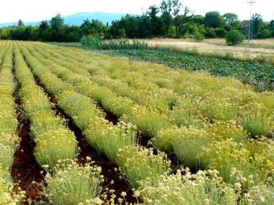 Ćiro Slow Food