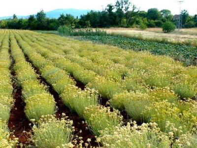 Ćiro Slow Food Ćiro Slow Food