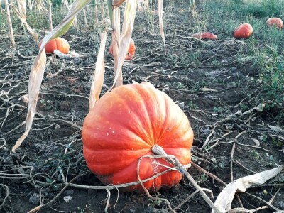 Ćiro Slow Food Ćiro Slow Food