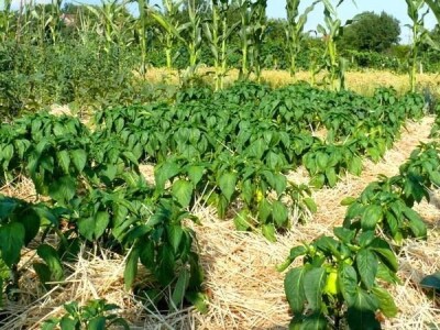 Ćiro Slow Food Ćiro Slow Food