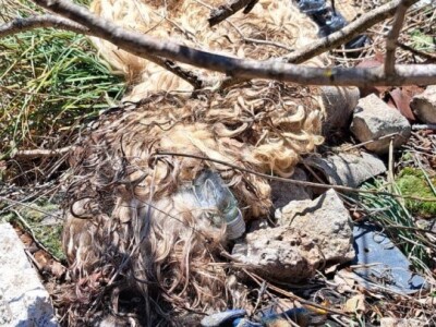 Čišćenje kanjona Cetine