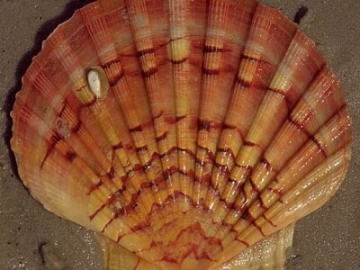 Čista stonska sol u ljušturi Jakobove kapice - hrvatski suvenir