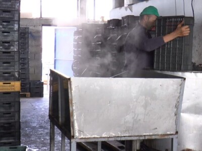 Čokoladirana šljiva porodice Simić