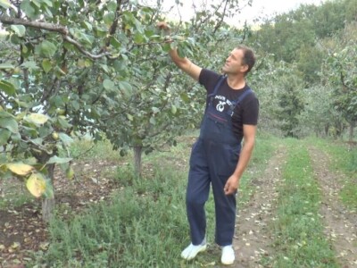 Čokoladirana šljiva porodice Simić