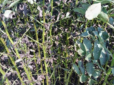 Uzgoj boba - bolesti i štetnici