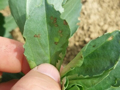 Uzgoj boba - bolesti i štetnici