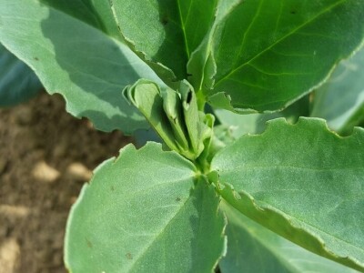 Uzgoj boba - bolesti i štetnici