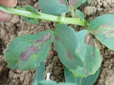 Uzgoj boba - bolesti i štetnici