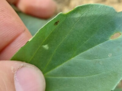 Uzgoj boba - bolesti i štetnici