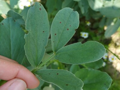 Uzgoj boba - bolesti i štetnici