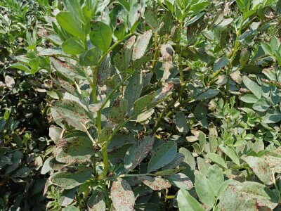 Uzgoj boba - bolesti i štetnici