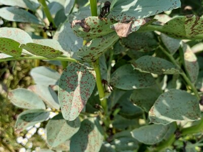 Uzgoj boba - bolesti i štetnici