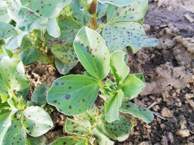 Uzgoj boba - bolesti i štetnici