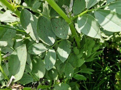 Uzgoj boba - bolesti i štetnici