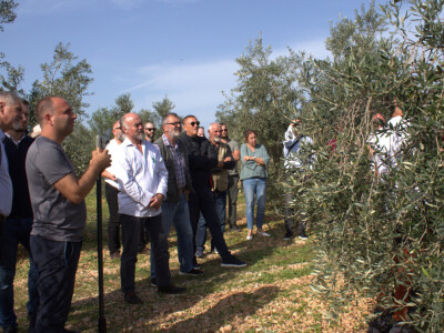 MASLINARSTVO DANAS I SUTRA - Od 8 milijuna navodnjavamo samo 5 posto maslina