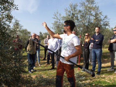 MASLINARSTVO DANAS I SUTRA - Od 8 milijuna navodnjavamo samo 5 posto maslina