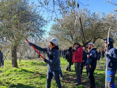 COLIĆ TRADE (2) : U Colićevom Gaju i polikonična vaza kumovala obilatom urodu maslina
