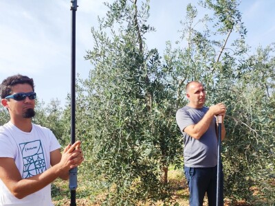 COLIĆ TRADE (2) : U Colićevom Gaju i polikonična vaza kumovala obilatom urodu maslina