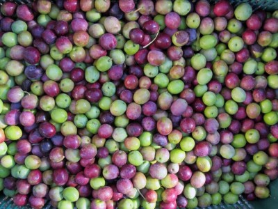 COLIĆ TRADE (2) : U Colićevom Gaju i polikonična vaza kumovala obilatom urodu maslina