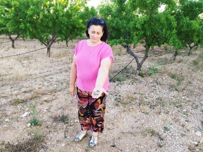 COLIC - TRADE I OPG IVA BULIĆ - Navodnjavani "kraljevi krša" u Korlatu izrastaju u careve