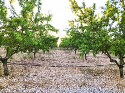 COLIC - TRADE I OPG IVA BULIĆ - Navodnjavani "kraljevi krša" u Korlatu izrastaju u careve