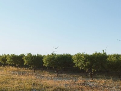 COLIC - TRADE I OPG IVA BULIĆ - Navodnjavani "kraljevi krša" u Korlatu izrastaju u careve