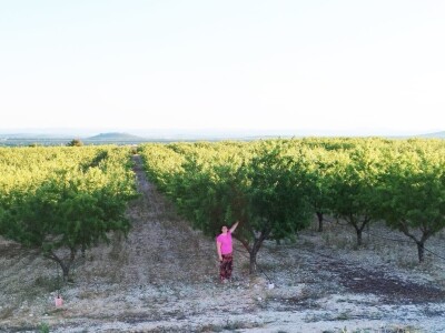 COLIC - TRADE I OPG IVA BULIĆ - Navodnjavani "kraljevi krša" u Korlatu izrastaju u careve