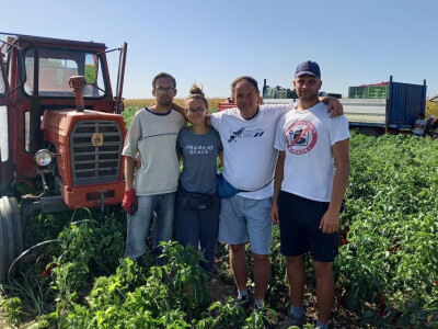 Berba paprike - Prigrevica (Apatin)