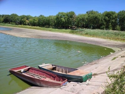 Čonopljansko jezero - pomor ribe