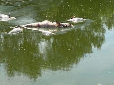 Čonopljansko jezero - pomor ribe