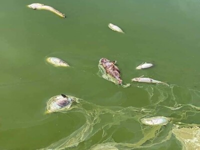 Čonopljansko jezero - pomor ribe