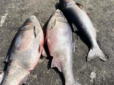 Čonopljansko jezero - pomor ribe