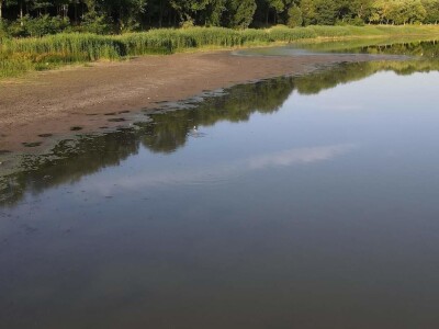 Čonopljansko jezero - pomor ribe