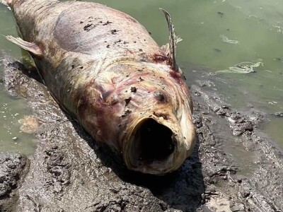 Čonopljansko jezero - pomor ribe