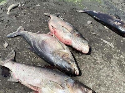 Čonopljansko jezero - pomor ribe