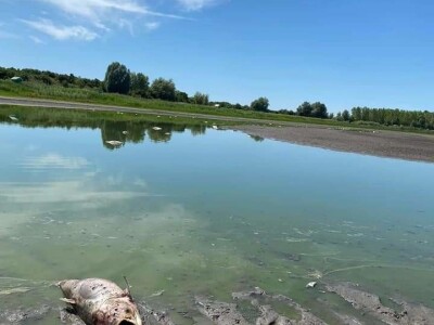Čonopljansko jezero - pomor ribe