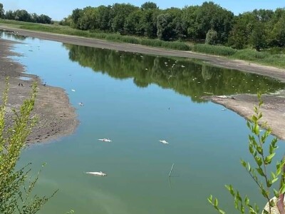 Čonopljansko jezero - pomor ribe