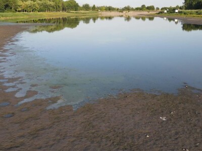Čonopljansko jezero - pomor ribe