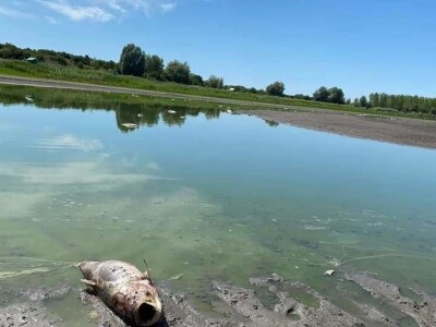 Čonopljansko jezero - pomor ribe