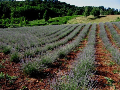 Vodi se briga o svakom nasadu