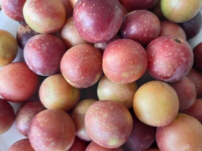 Čorba od džanarike Čorba od džanarike