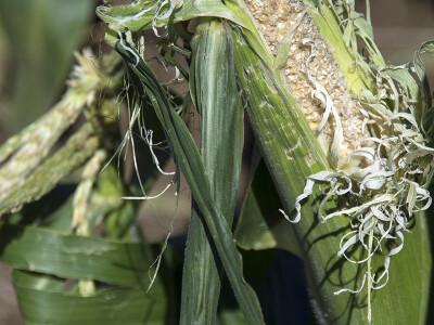 SCARYBIRD: Da više u proizvodnji nemate problema s pticama