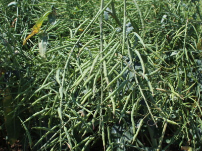 Corteva dan polja na FAZOS pokušalištu